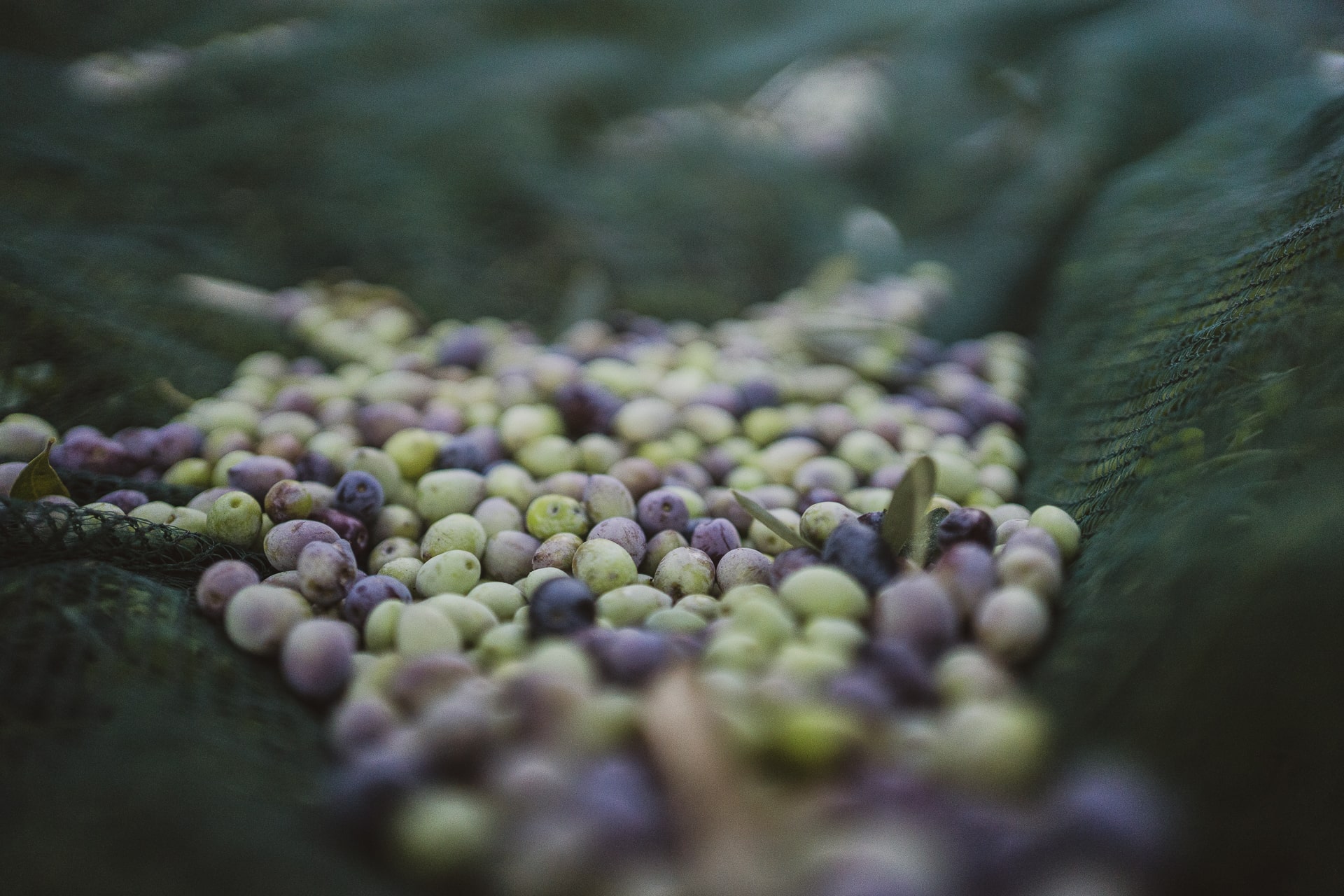 The Olive Routes