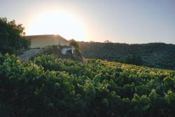 Vineyards in Anoskeli 